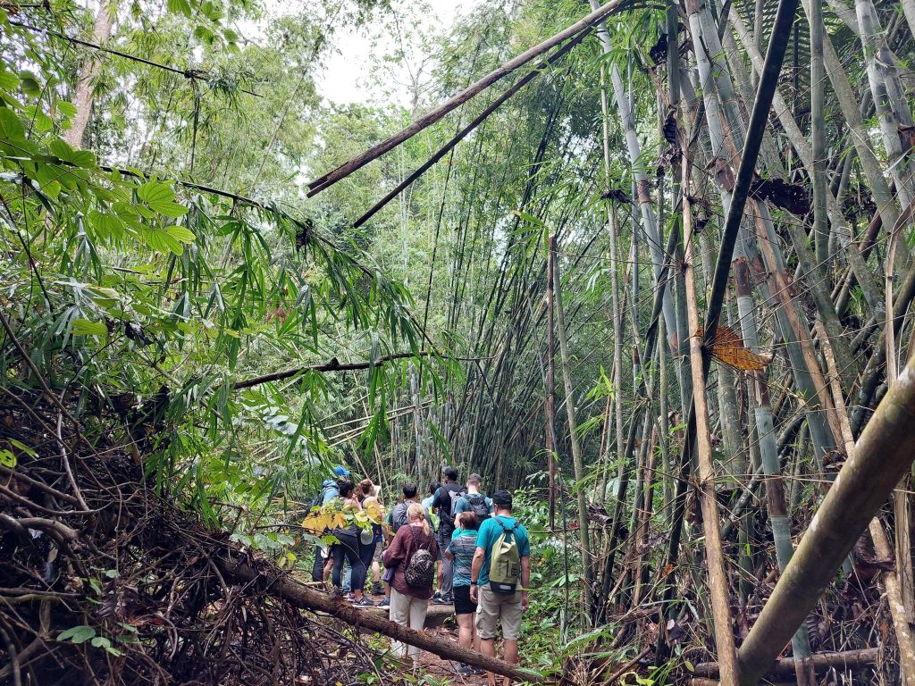 Rainforest and Waterfall Hiking – Half Day
